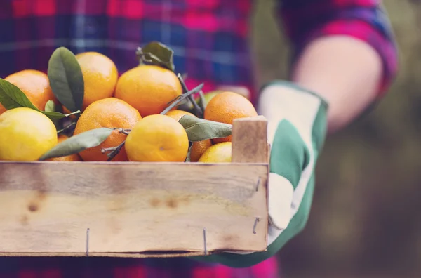Krabice mandarinky v rukou člověka, v kostkované košili — Stock fotografie