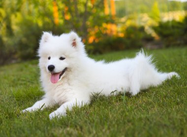 Yaz bahçesinde komik Samoyed köpek yavrusu 