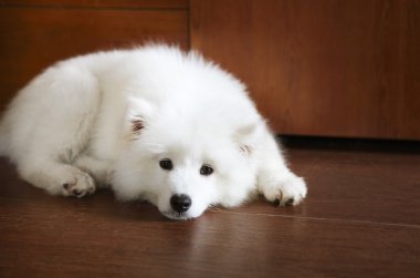 Sevimli köpek yavrusu Samoyed 
