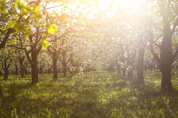 Cherry tree garden on a lawn with the sun shining — Stock Photo, Image