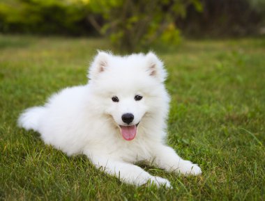 Yaz bahçesinde komik Samoyed köpek yavrusu 