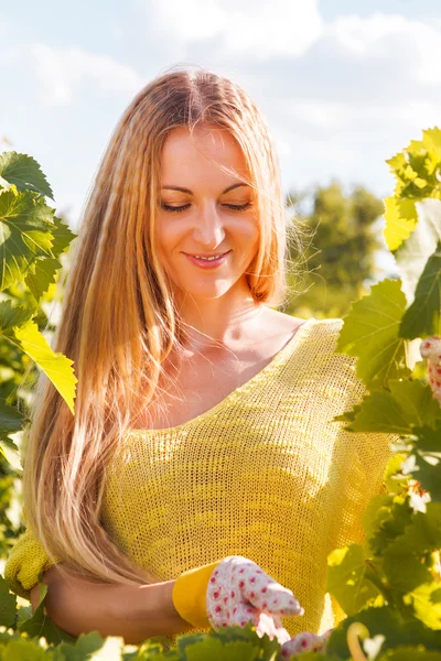 Mujer viticultora recogiendo uvas en el momento de la cosecha — Foto de Stock
