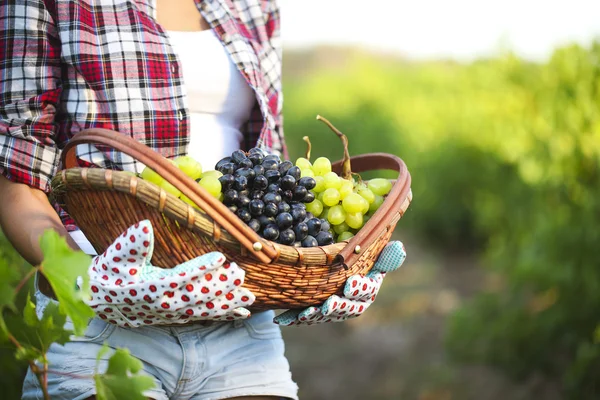 Donna sorridente con cesto d'uva in vigna — Foto Stock