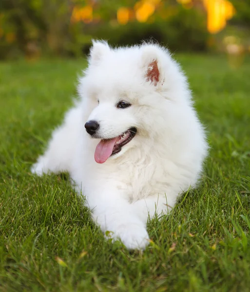 Hauska Samoyed pentu kesäpuutarhassa — kuvapankkivalokuva