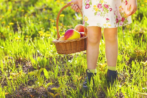 Petite fille mignonne tenant un panier avec des pommes rouges — Photo