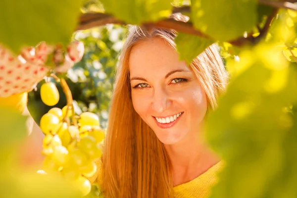 Kvinna winegrower plocka druvor vid skörd — Stockfoto