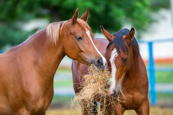 Dois cavalos árabes comendo feno — Fotografia de Stock