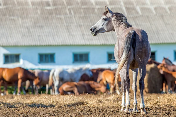 Rebanho de cavalos árabes em paddock comendo feno — Fotografia de Stock