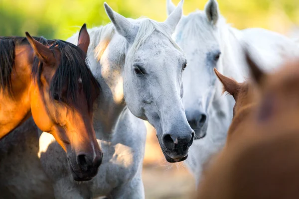 Grupo de caballos de pie juntos al aire libre — Foto de Stock