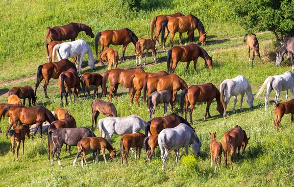 Herd of horses in field — Stock Photo, Image