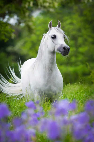 Arabische paard in bos — Stockfoto