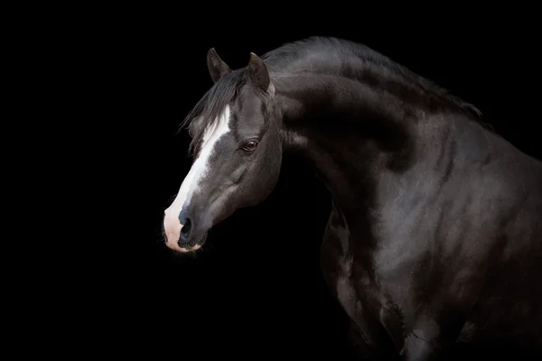 Cheval noir isolé sur noir — Photo