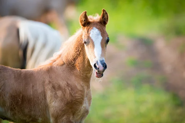 Emotie van kleine veulen — Stockfoto