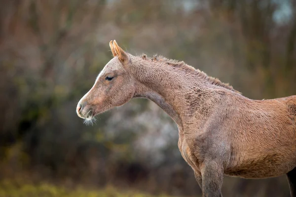 Veulen van Arabische paard in de herfst — Stockfoto