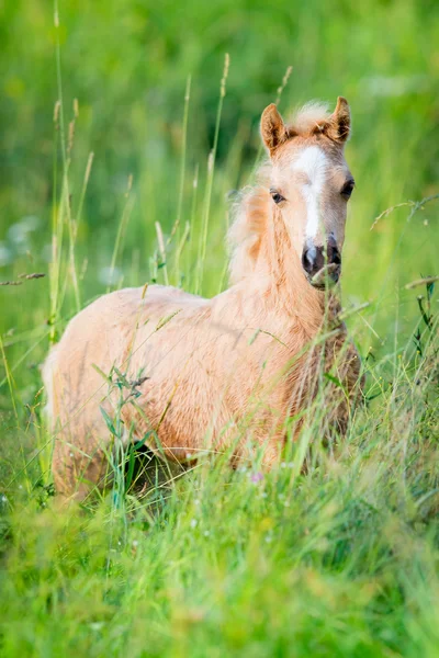 Kastanje veulen op groene achtergrond — Stockfoto