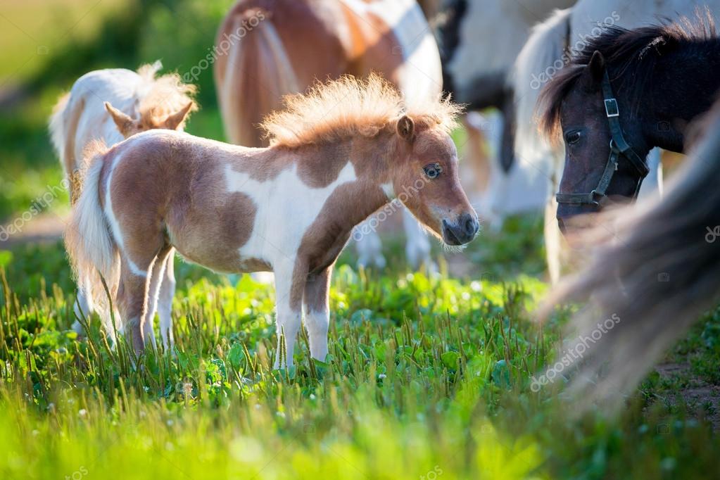 Pics: mini horses | Herd of small cute horses in pasture — Stock Photo ...
