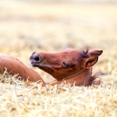 Foal lies on hay clipart