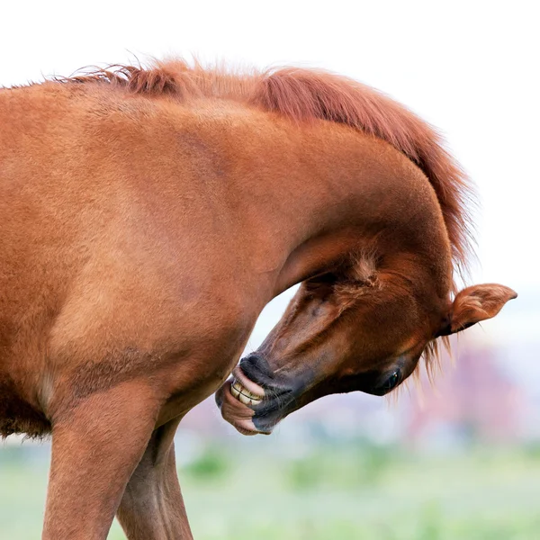 Leende till Arabian fölet — Stockfoto