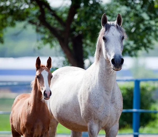 Arabian mare i źrebię portret, kwadratowe Zdjęcie — Zdjęcie stockowe