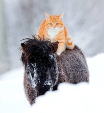 Kışın at sırtında oturan kızıl saçlı kedi. Büyük kedi ve siyah küçük at karda birlikte yürüyorlar.