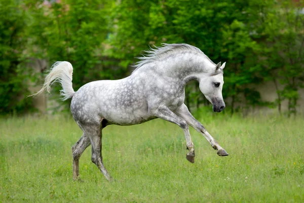 Cavalo árabe corre galope no fundo verde — Fotografia de Stock