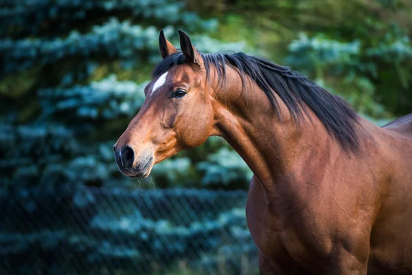 Záliv hnědý kůň — Stock fotografie