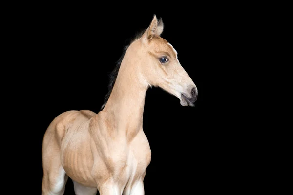 Маленький жеребенок лошади — стоковое фото