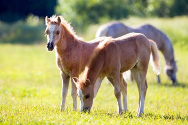 mera üzerinde Foals