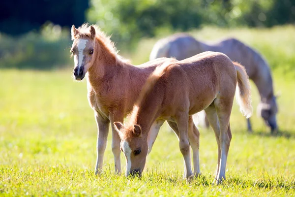 Fohlen auf der Weide — Stockfoto