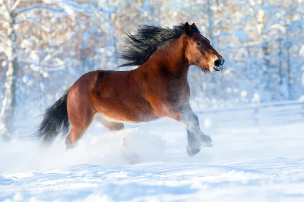 Brun häst körs i snön — Stockfoto