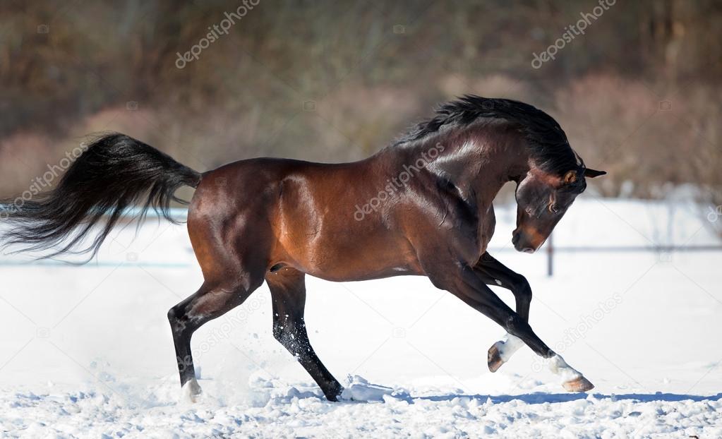 Brown horse running in the snow