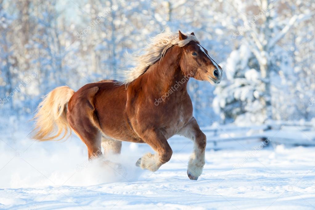 Brown horse running in the snow