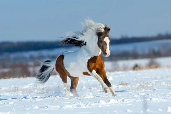 Caballo pequeño corriendo en el campo cubierto de nieve —  Fotos de Stock