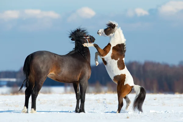 Δύο άλογα παίζει στο χιόνι Royalty Free Φωτογραφίες Αρχείου
