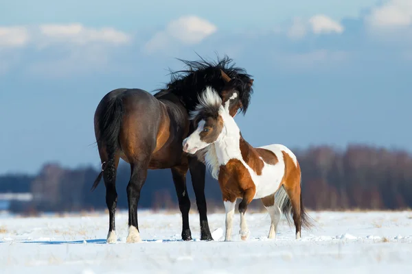 Два коні грають на снігу — стокове фото