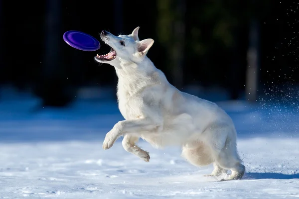 スイスの羊飼いがフリスビーで遊んで — ストック写真