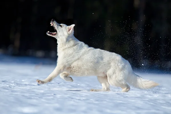 Zwitserse witte herder in de winter. — Stockfoto