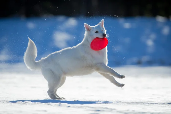 犬のフリスビーと雪雪の上プレー. — ストック写真