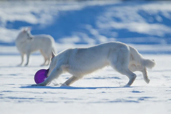 2 つの白犬冬の背景にフリスビーを再生. — ストック写真