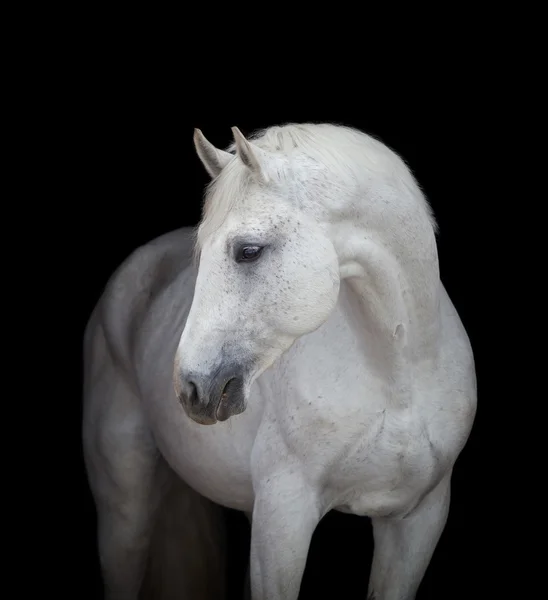 Bílém koni hlava — Stock fotografie