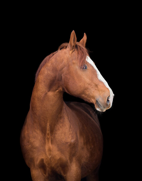 Chestnut Arabian filly