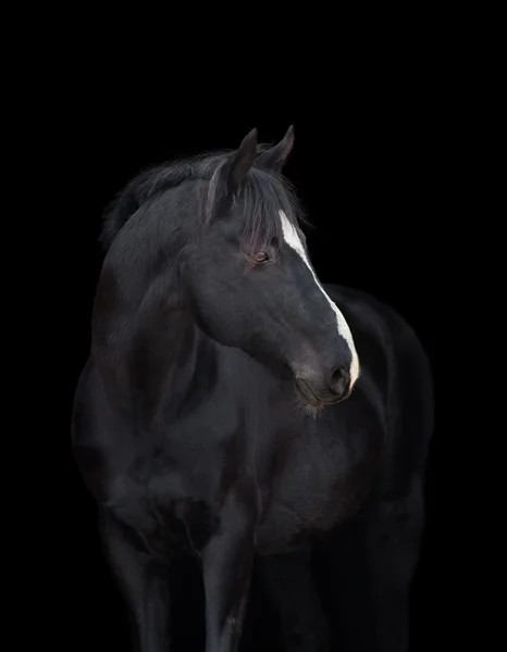 Black horse head — Stock Photo, Image