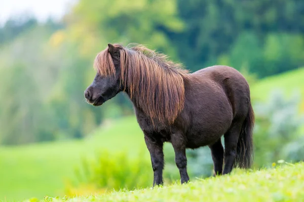 Shetland pony standing on green hill. — Stock Photo, Image