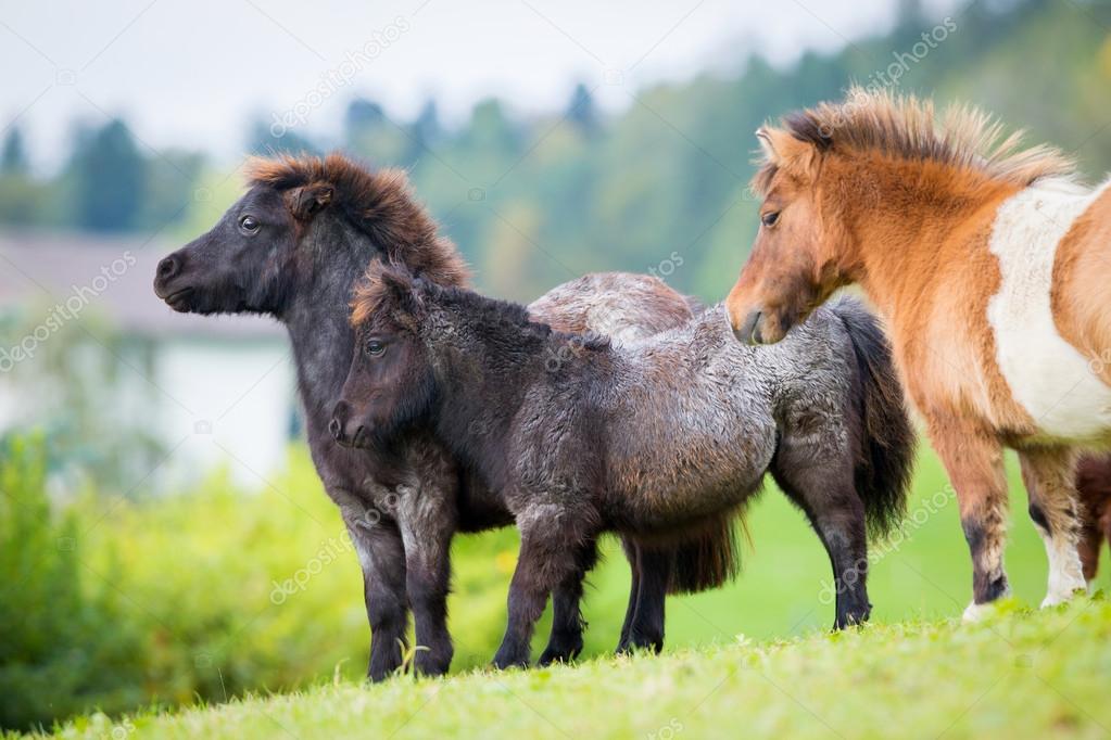 Herd of Shetland ponies on the hill.