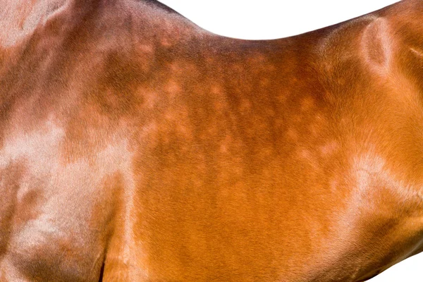 Horseback isolated, animal body part close up. — Stock Photo, Image