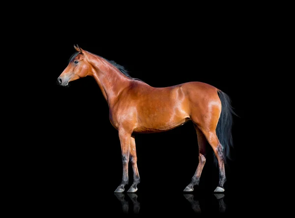 Лошадь стоит — стоковое фото