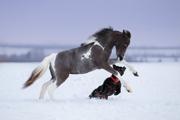 Лошадь играет с собакой
