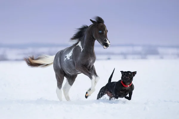 Cavallo che gioca con il cane — Foto Stock