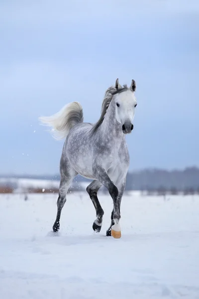 Cavalo árabe no inverno — Fotografia de Stock