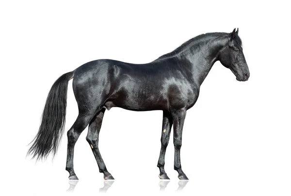 Purebred black horse — Stock Photo, Image